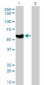ATP6AP1 Antibody (monoclonal) (M01)